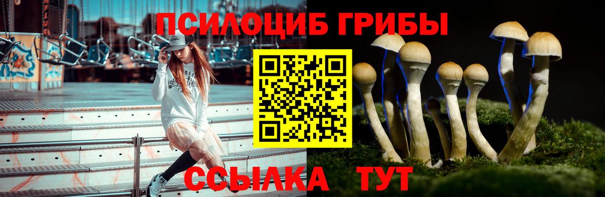 Псилоцибиновые грибы Psilocybe  Вход с VPN  Заволжье 